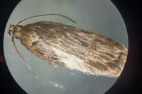 Depressaria ultimella