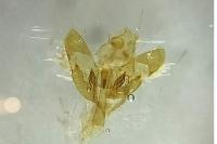 Depressaria ultimella