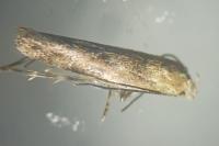 Mompha epilobiella