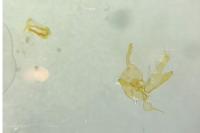 Mompha epilobiella