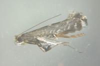 Parornix torquillella