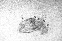 Parornix torquillella