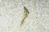 Parornix torquillella