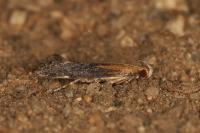 Stomopteryx basalis