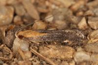 Stomopteryx basalis