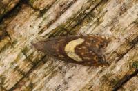 Dichrorampha petiverella