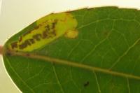 Stigmella alaternella