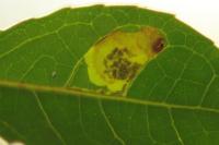 Stigmella alaternella