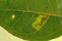 Stigmella alaternella
