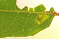 Stigmella alaternella