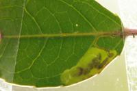 Stigmella alaternella