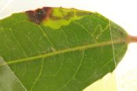 Stigmella alaternella