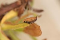 Coleophora conyzae