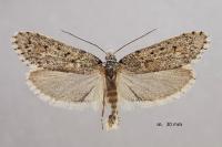 Diurnea fagella