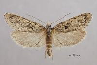 Diurnea fagella