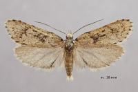Diurnea fagella