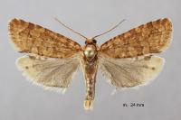 Lozotaeniodes formosana