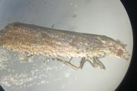 Bactra lancealana