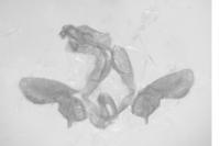 Bactra lancealana