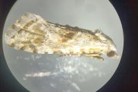 Cochylimorpha straminea