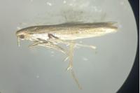 Coleophora