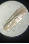 Perittia obscurepunctella
