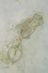 Perittia obscurepunctella