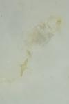 Perittia obscurepunctella