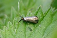 Adela reaumurella