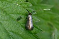 Adela reaumurella