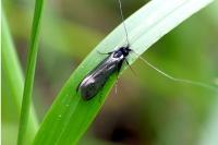 Adela reaumurella