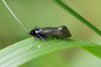 Adela reaumurella