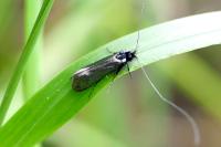 Adela reaumurella
