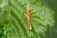 Caloptilia
