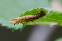 Coleophora serratella