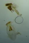 Ancylis tineana