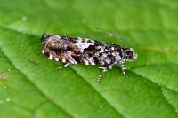 Pammene argyrana