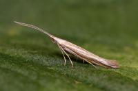 Coleophora albicosta