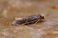 Monopis imella