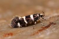 Denisia luctuosella