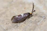 Incurvaria masculella