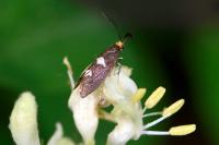 Incurvaria masculella