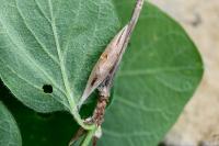 Ypsolopha falcella