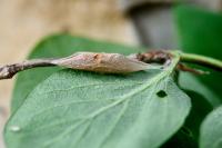 Ypsolopha falcella