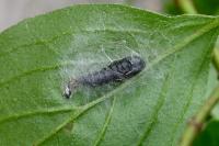 Ptycholoma lecheana