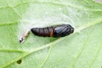 Ptycholoma lecheana