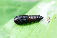 Ptycholoma lecheana