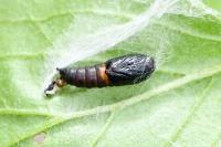 Ptycholoma lecheana