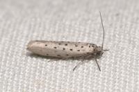 Yponomeuta sedella