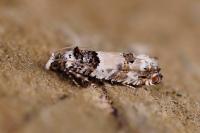 Epinotia thapsiana